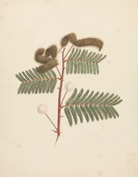Mimosa pigra (L.): færdig tegning