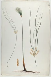 Papyrus (Plante og Roddetalje), efter James Abyssinian Bruce (1730-94) (wc over grafit på papir)