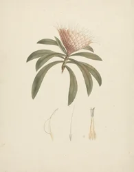 Protea gaguedi J.F. Gmel. (Protea): færdig tegning med blomsterdetaljer