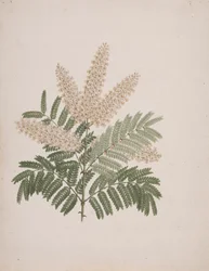 Pterolobium stellatum (Forssk): færdig tegning
