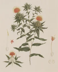 Sussa (Leaves, Flowers and Details) tidligere tilskrevet James Bruce (1730-94) (wc over grafit på papir)