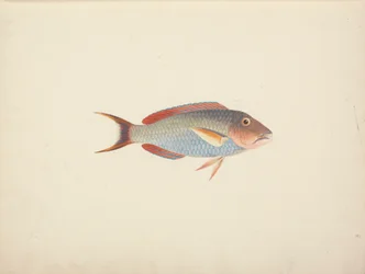 Uidentificeret fisk