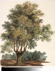 Træ (Akvarel, ca. 1825)