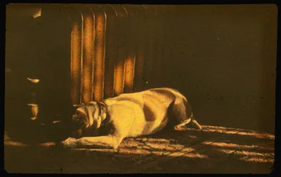 Farvefotografi af sovende hund i sollys med Autochrome Lumière og et 35mm kom...