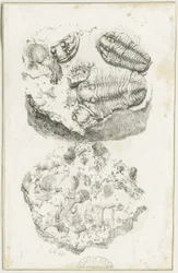 Dudley - Fossiler: litografi, nd [c 1825] (tryk)