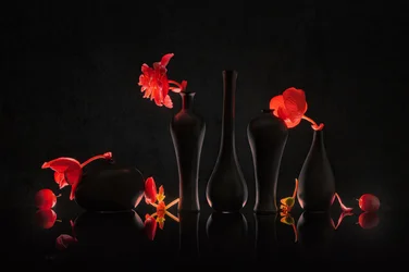 Karmosinrøde blomster og sorte vaser