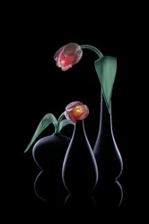 Elegante lysende tulipaner