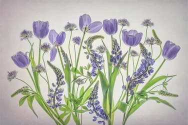 Bløde lilla blomster