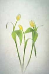 Blødt gule tulipaner