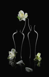 Hvide blomster, mørke vaser