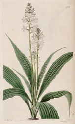 Illustration af Calanthe triplicata (som syn. Calanthe veratrifolia) (plante)