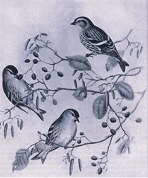Siskins, Nature in Britain udgivet af Collins, 1946
