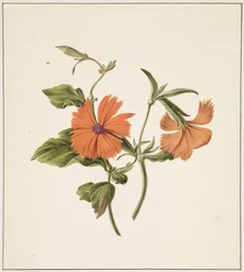 Gul kinesisk rose (Rosa Chinensis Lutea)