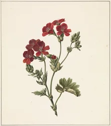 rød blomst