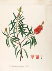 Albany Bottlebrush (Callistemon speciosum DC), Myrtaceae, busk med vedvarende blade, hjemmehørende i Australien, akvarel