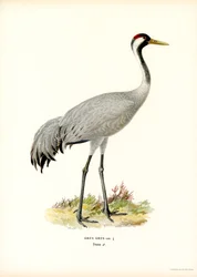 Kran (farve litho)
