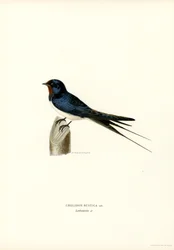 Hussvale (farve litho)