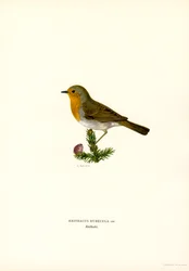 Robin (farve litho)