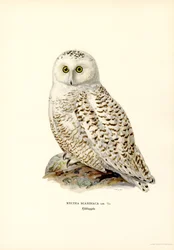Arktisk ugle (farve litho)