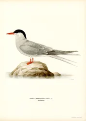Arktisk tern (farve litho)