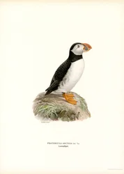 Atlanterhavslunde (farve litho)