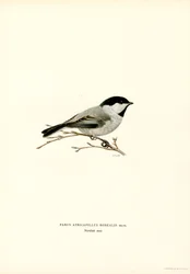 Black-capped Chickadee (farve litho)