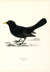 Blackbird (farve litho)