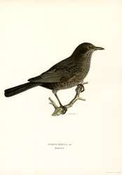 Blackbird (farve litho)