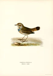 Blåhals (farve litho)