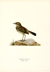 Blåhals (farve litho)