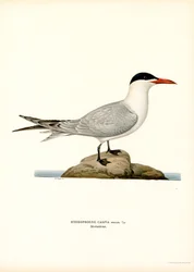 Kaspisk tern (farve litho)