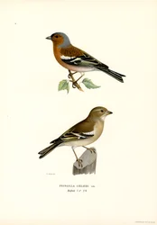 Almindelig bogfinke (farve litho)
