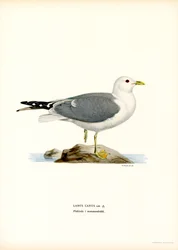 Almindelig måge (farve litho)