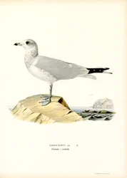 Almindelig måge (farve litho)