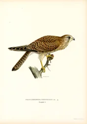 Almindelig tårnfalk (farve litho)