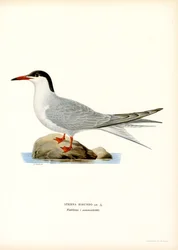 Almindelig tern (farve litho)