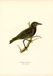 Almindelig stær (farve litho)