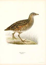 Corn Crake (farve litho)