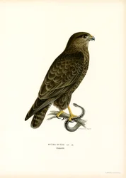 Eurasian Buzzard (farve litho)