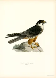 Eurasian Hobby (farve litho)