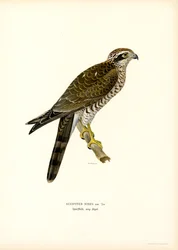 Sparrowhawk (farve litho)