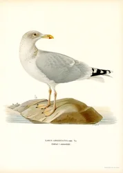European Sild Gull (Color Litho)