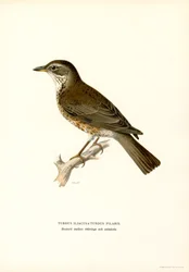 Markfarve (farve litho)