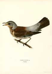 Markfarve (farve litho)