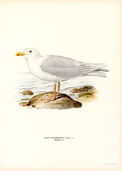 Glaucous Gull (farve litho)