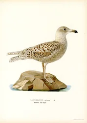Glaucous Gull (farve litho)