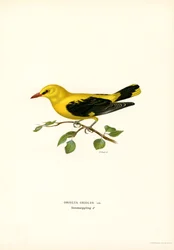 Gylden oriole (farve litho)