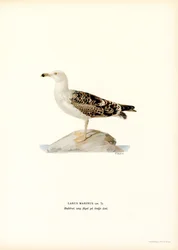 Stor sortrygget måge (farve litho)