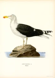 Stor sortrygget måge (farve litho)
