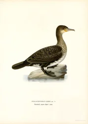Storskarv (farve litho)